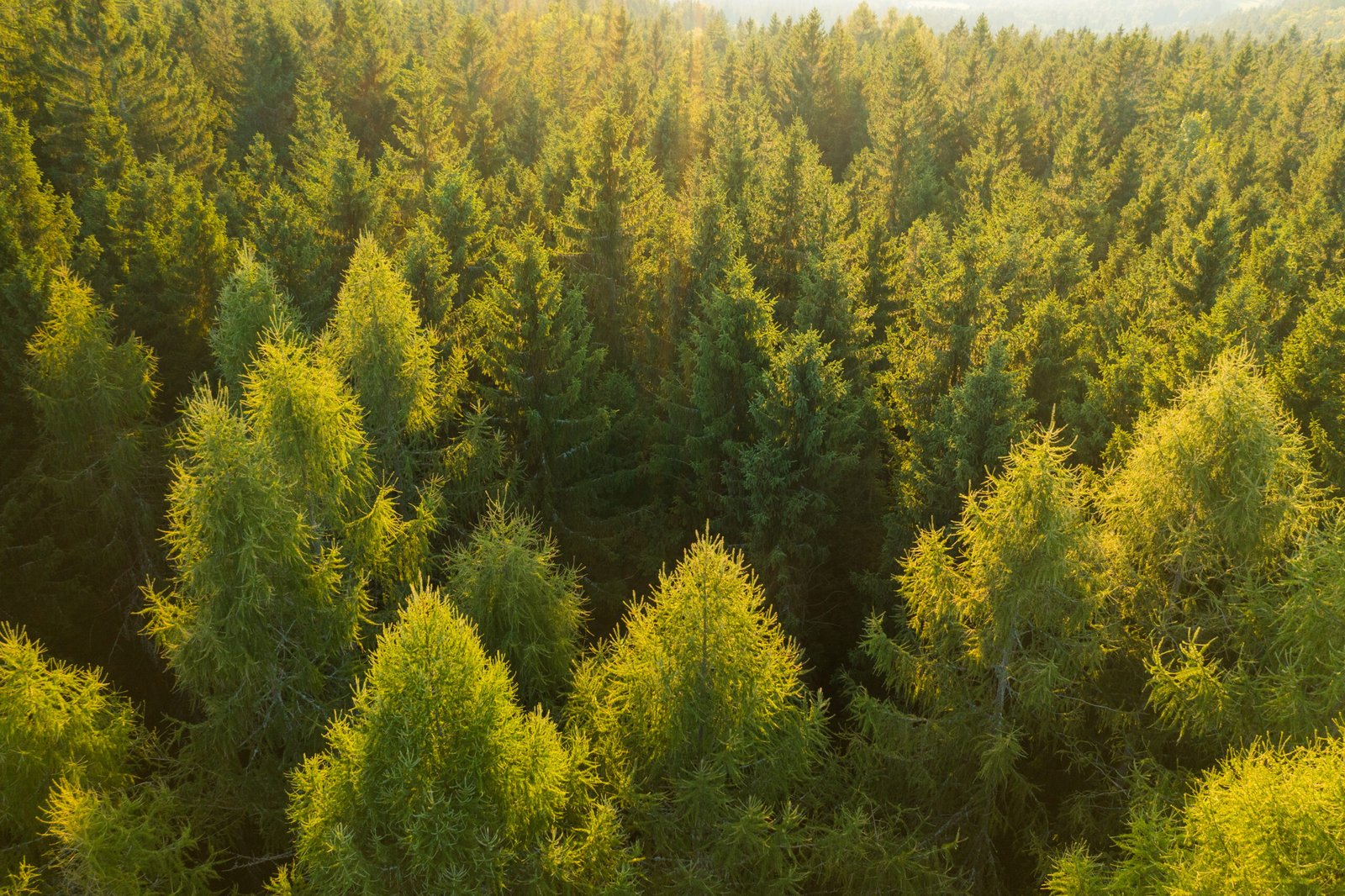 aerial view of tree tops of young dense forest at 2025 03 05 16 47 50 utc scaled